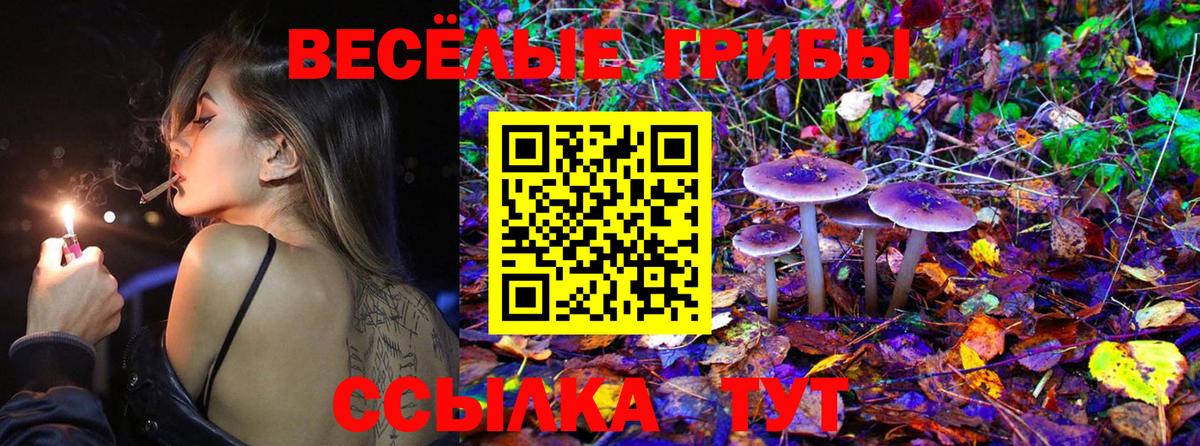 Гай  Галлюциногенные грибы Psilocybine cubensis  купить наркотики цена  Вход с VPN 